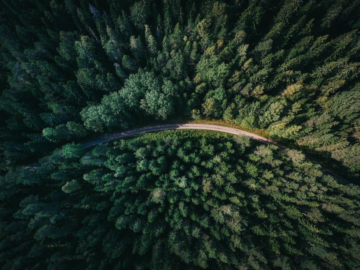 Vue aérienne d'une forêt traversée par un chemin