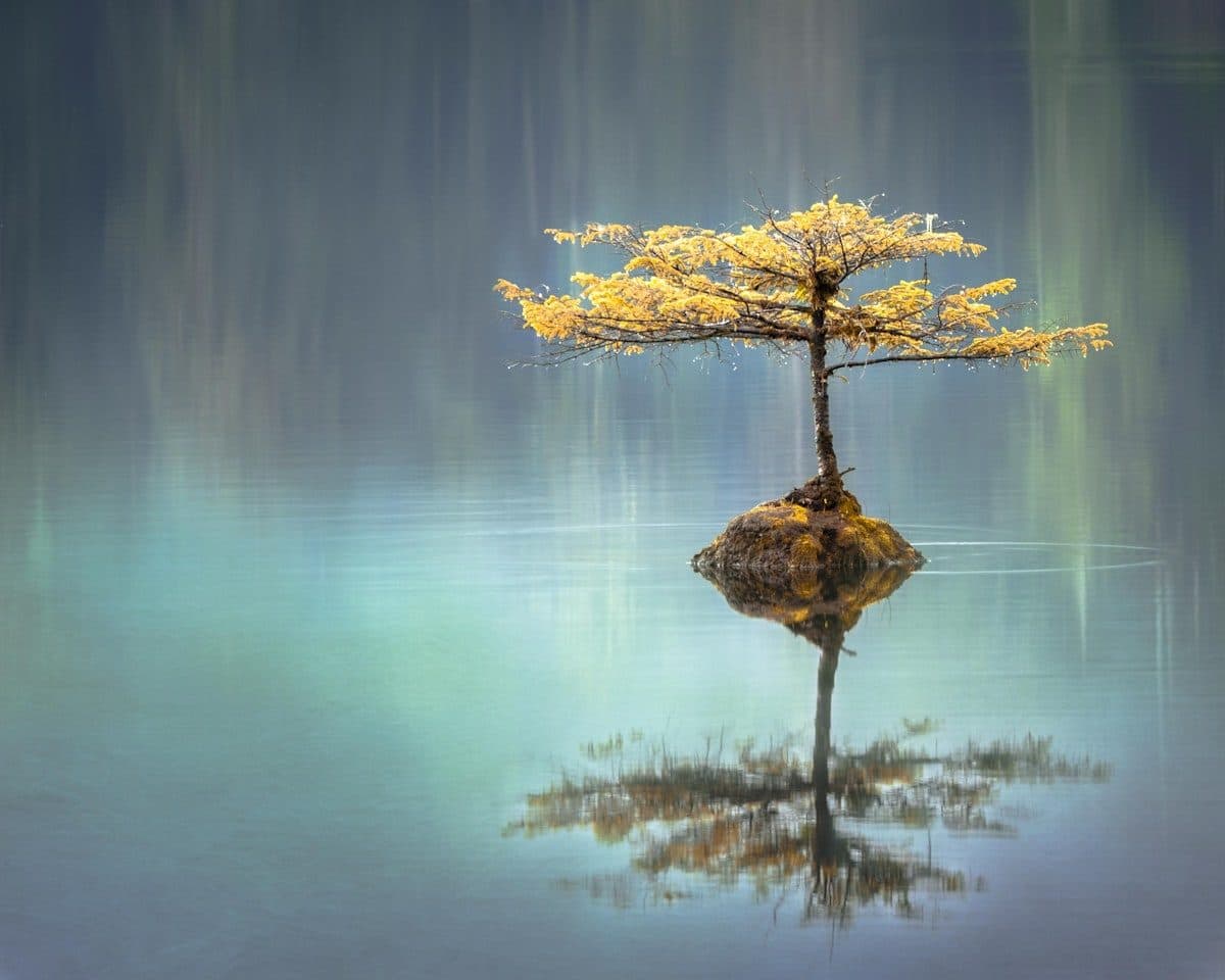 Un arbre solitaire se reflétant sur une eau calme